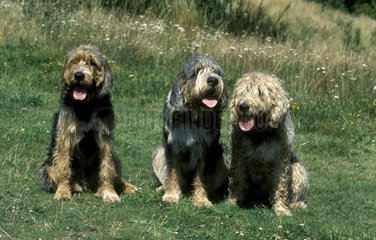 Drei Otterhounds im Deutschlandgras sitzen