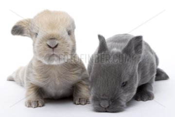 Young domestic rabbits 18 days old
