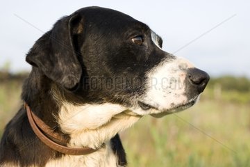 Portrait of mongrel hunting Dog black and white Provence