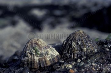 Patelles communes fixées sur un rocher à marée basse Europe
