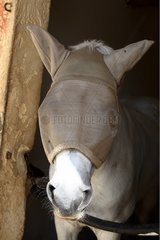 Porträt eines Pferdes mit einer Schutzhaube
