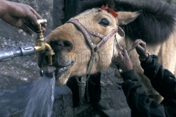 Pferdentrinkwasser am Tap Mustang Nepal