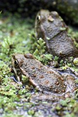 Lowland frogs in water France