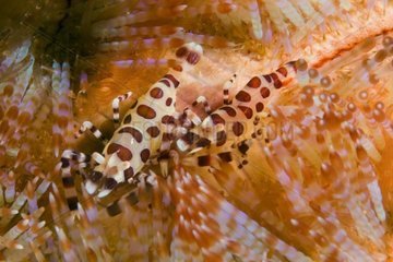 Coleman's shrimps in a Magnificent sea urchin Nusa Kode