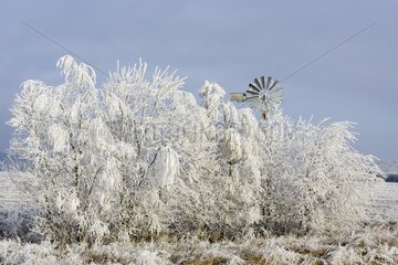 Hedge under hoarfrost at the country in winter France
