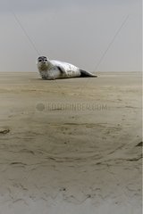 Phoque -Kalb -U -Boot ruht im Sand in der Bucht von Somme