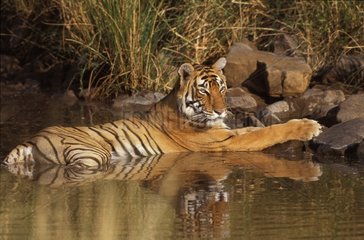 Tigre du Bengale couché dans l'eau PN Rathambore Inde