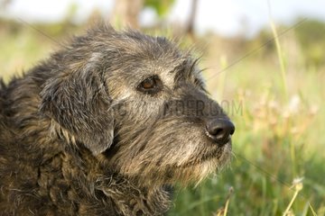 Portrait of an old mongrel Dog lying in the grass Provence
