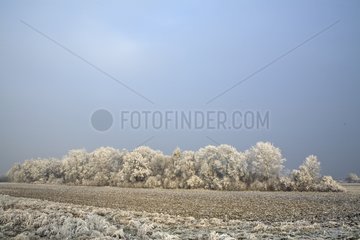 Trees covered with frost in winter Alsace France