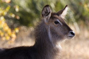 Portrait of a Waterbuck NP Kruger South Africa