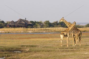 Giraffes in the savanna NP Chobe Botswana