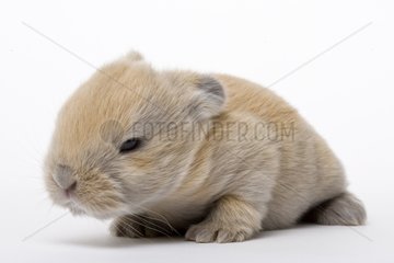 Young domestic rabbit 18 days old