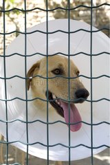 Portrait of an SPCA Labrador wearing a flange in France