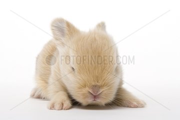 Young domestic rabbit 18 days old France