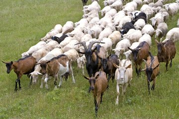 Goat of Rove leading sheep Provence France