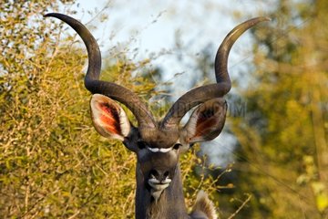 Portrait of a male Greater kudu NP Kruger South Africa