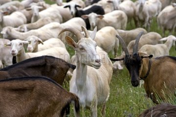Goat and sheep herd Provence France