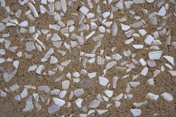 Bursts of seashells on a beach in the Indian Ocean Oman