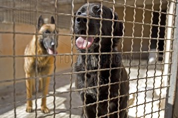 Vagabond dogs in an enclosure of the SPCA in France