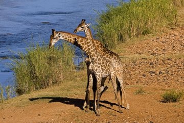 Giraffes near a watering place NP Kruger South Africa