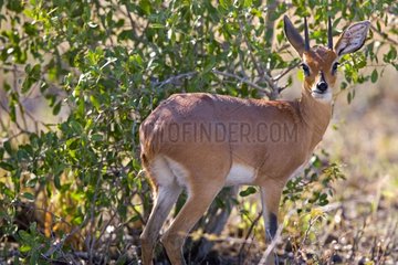 Young male Steenbok NP Kruger South Africa
