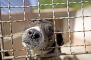 Vagabond dog in an enclosure of the SPCA in Provence France