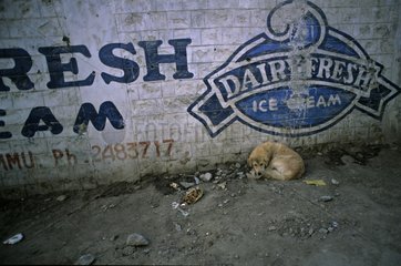 Hund schläft unter einer Werbung in der Straße Indien