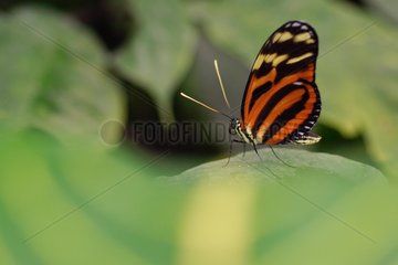 Schmetterling Isabella Tiger Longwing auf ein Blatt legt