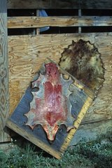 Drying of a skin of porcupine on a framework Canada