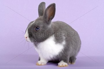 Gray and white dwarf rabbit on plain bottom