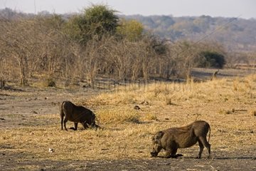 Warthogs eating Kruger South Africa