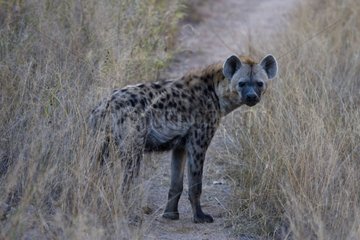 Speckled hyena in the savanna NP Kruger South Africa