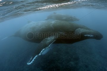 Humpback whale and calf island Rurutu Austral Polynesia