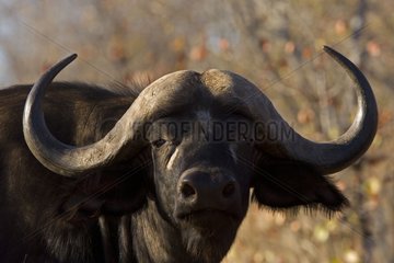 Portrait of a Cape buffalo NP Kruger South Africa