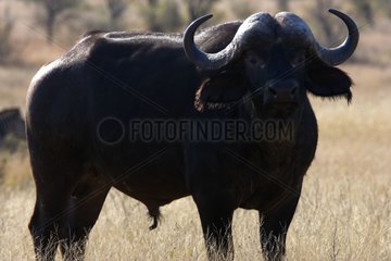 Cape buffalo in the savanna NP Kruger South Africa