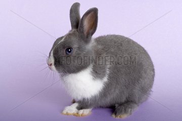 Gray and white dwarf rabbit on plain bottom