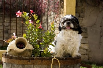 Portrait of a puppy on a pot of flower