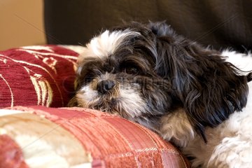 Small dog laid down on a cushion