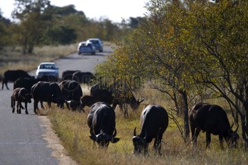 Cape buffalos near a road NP Kruger South Africa