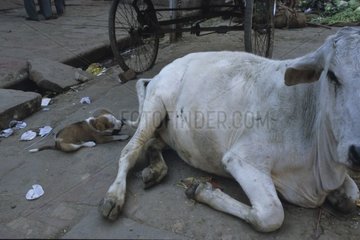 Hund beißt den Schwanz einer Kuh Uttar Pradesh India