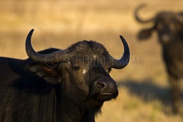 Cape buffalos in the savanna NP Kruger South Africa