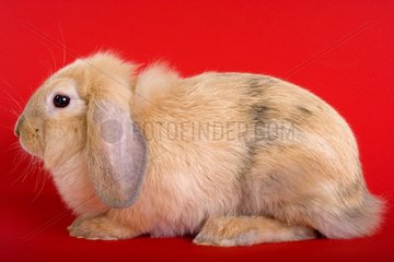 Beige rabbit ram on bottom coloured red