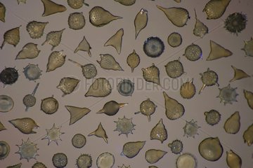 Fossil Radiolaria in optical microscopy