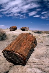 Arbre fossilisés en Arizona