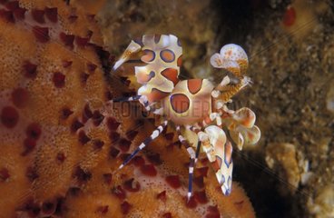 Harlequin Shrimp moving on a Sea Star