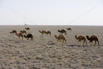Chameaux de Bactriane Steppe de l'ouest du Kazakhstan