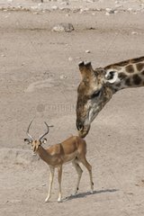 Giraffe smelling Impala in an effect of perpective Etosha
