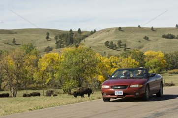 Bison Herden Custer State Park Black Hills South Dakota USA