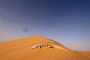 Orientalische Dünde in der Wüste der arabischen Emirate