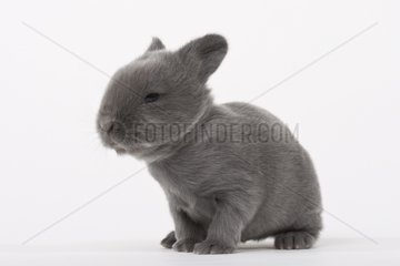 Young domestic rabbit 18 days old France